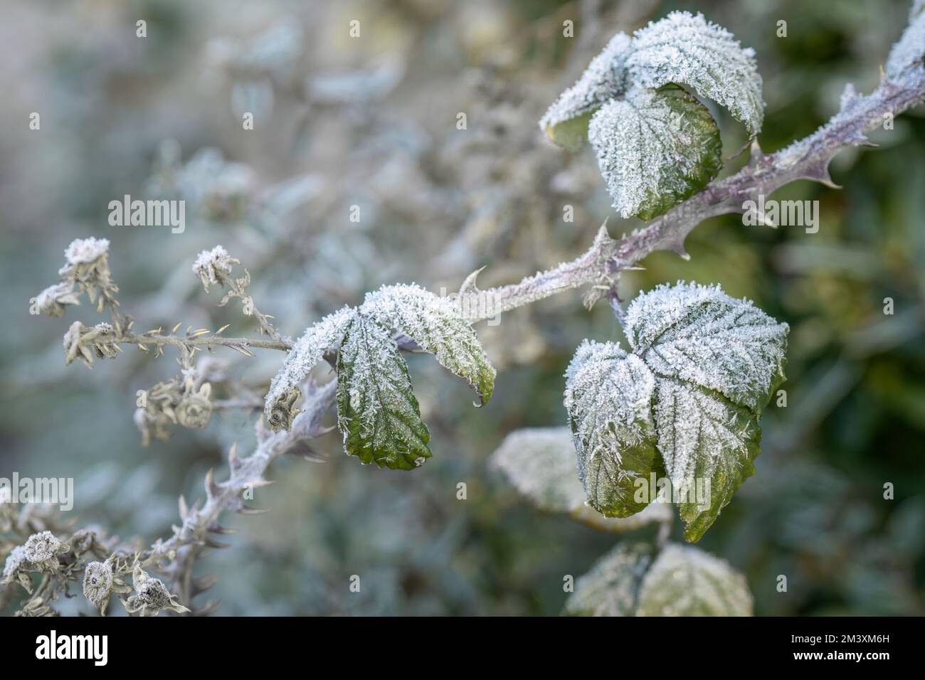 Brombeerblätter mit Frost. Stockfoto