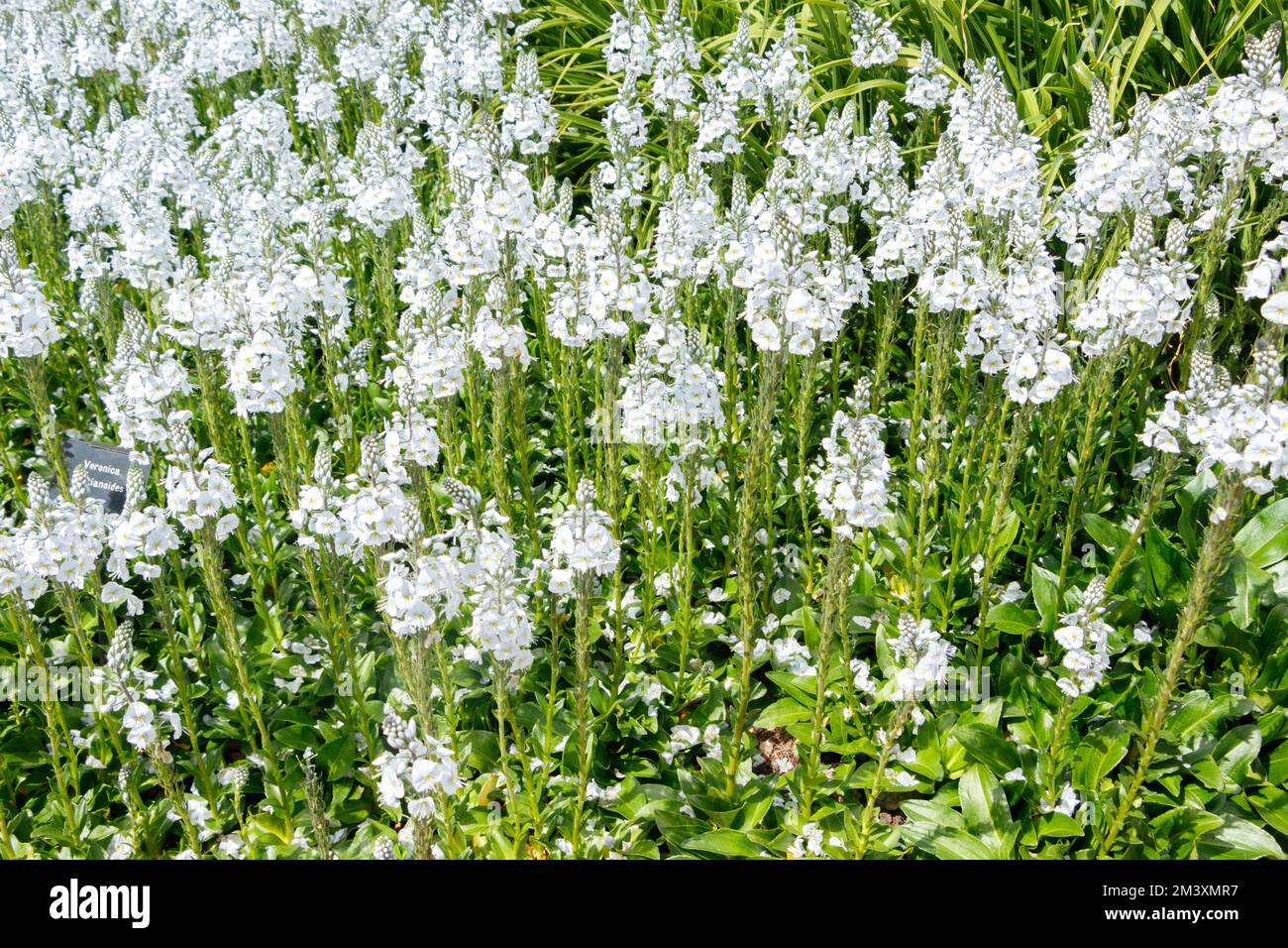 Ein lebhaftes Feld weißer Blumen in voller Blüte unter dem hellen Sonnenlicht, das ihre zarten Blütenblätter und üppigen grünen Stiele zeigt. Stockfoto
