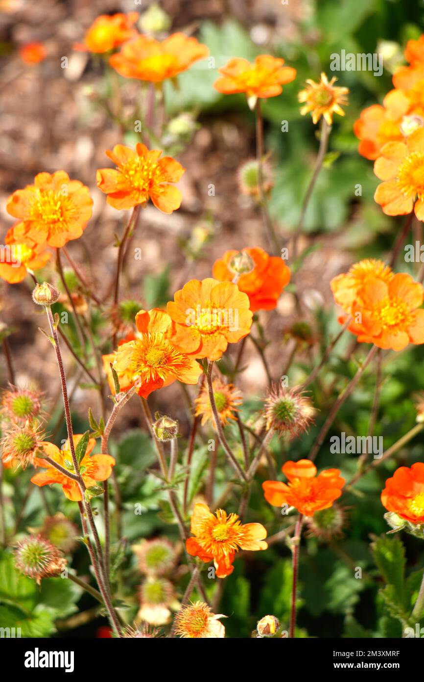 Orange geum blüht im Garten und in der Natur Stockfoto