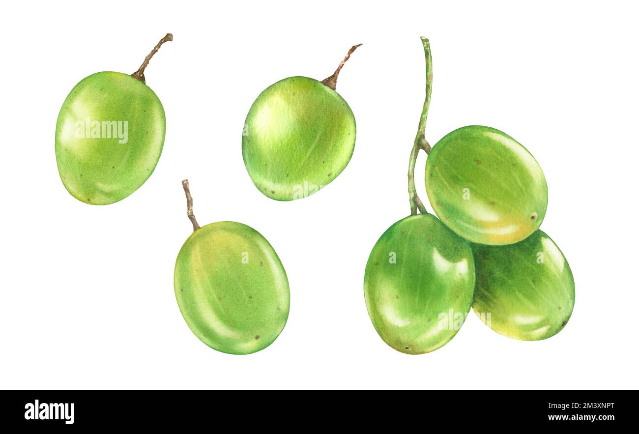 Aquarelle grüne Trauben. Große Obstsammlung auf einem Ast. Realistische botanische Darstellung mit reifer, saftiger Traube. Handgezeichnete exotische Speisen Stockfoto