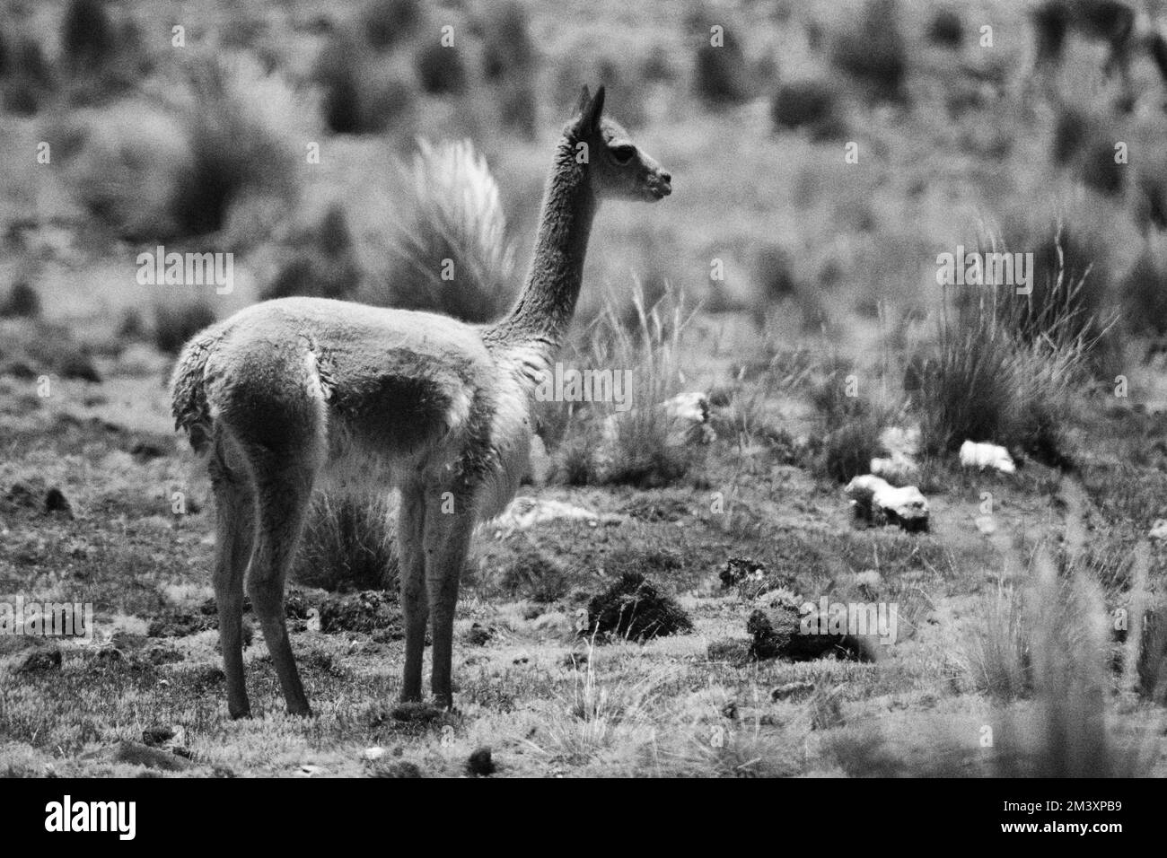 Vikuna (Vicugna vicugna) gefährdetes Tier, wandern in freier Wildbahn, grasen im Andenhochland. Stockfoto
