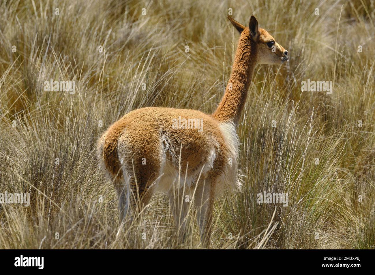 Vikuna (Vicugna vicugna) gefährdetes Tier, wandern in freier Wildbahn, grasen im Andenhochland. Stockfoto