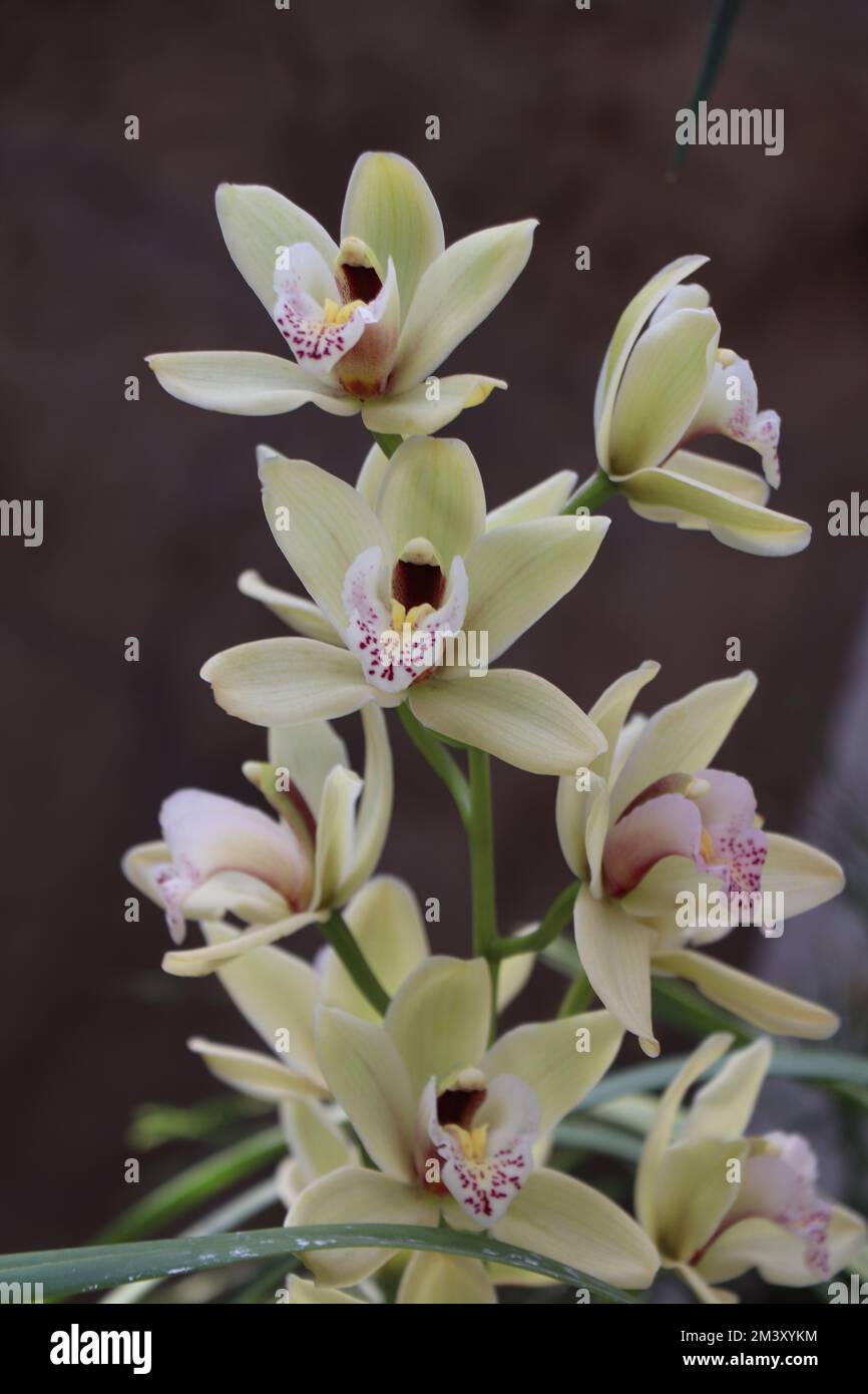 Natürliche Cymbidium-Orchidee. Gelbe Cymbidium Boot Orchideenblüten mit fleckigen roten bis gelben Lippenblüten Stockfoto