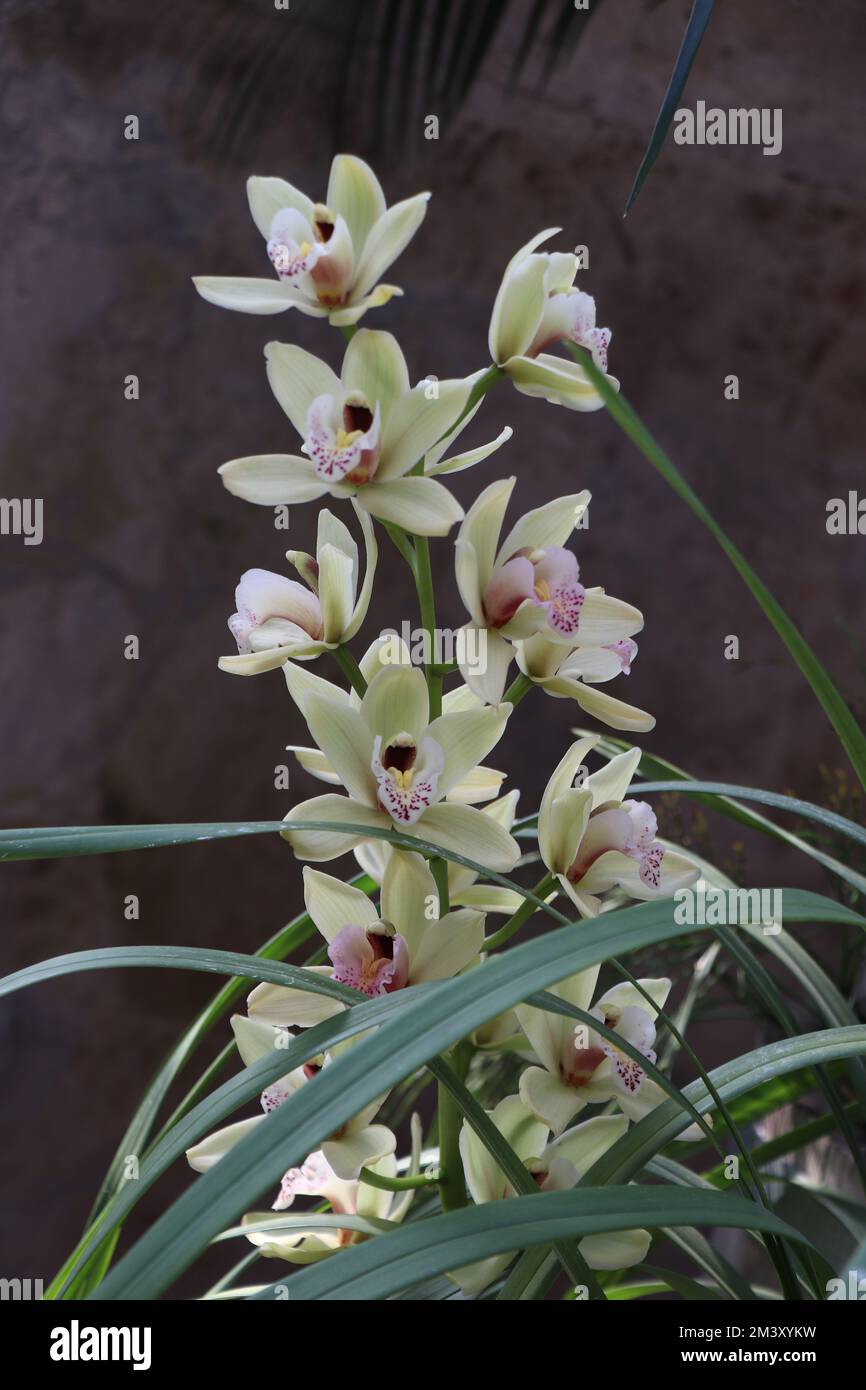 Natürliche Cymbidium-Orchidee. Gelbe Cymbidium Boot Orchideenblüten mit fleckigen roten bis gelben Lippenblüten Stockfoto