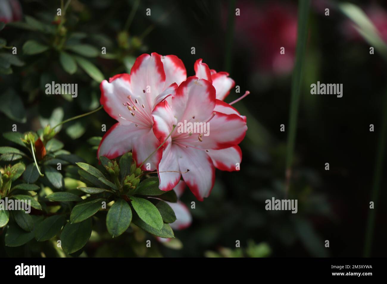 Kitschige Farbe Weiße und rote Azaleen-Hybride Stockfoto