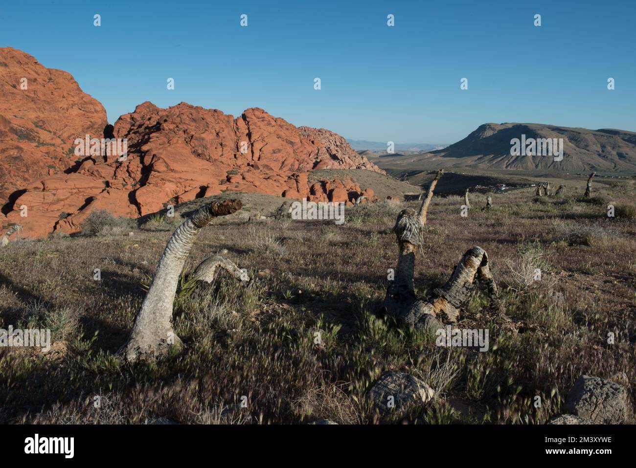 Die farbenfrohe Landschaft der Red Rock National Conservation Area mit toten Yukken in der Nähe von Las Vegas, Nevada, USA. Stockfoto
