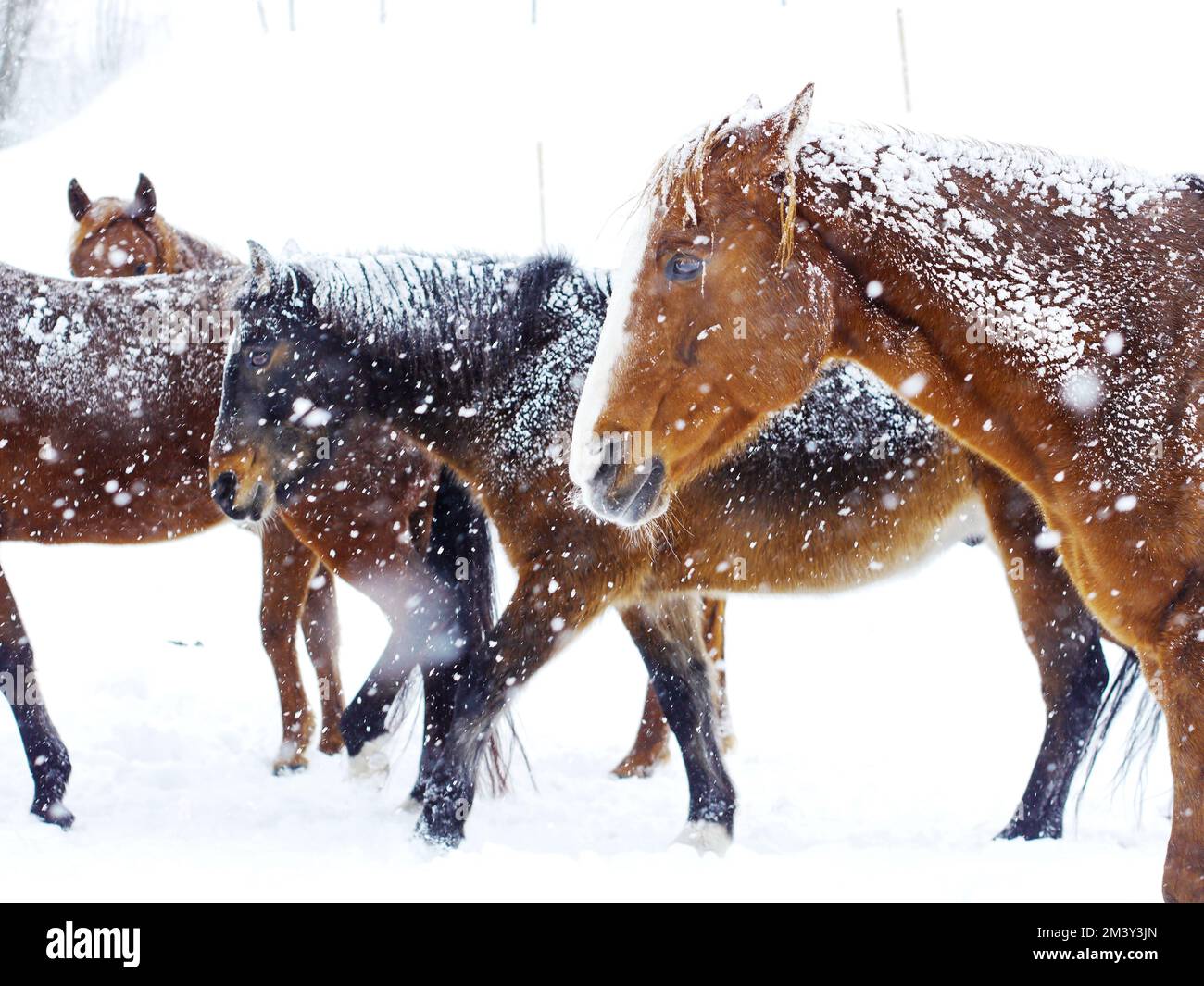 Pferde Winter Schnee Stockfoto