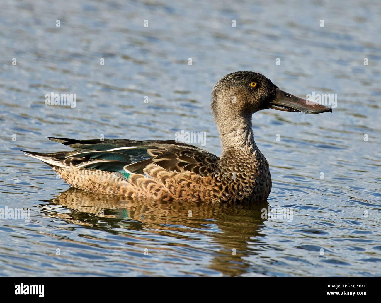 Weibliche Schaufel auf sonnigem Wasser, Rye Mead, Großbritannien Stockfoto