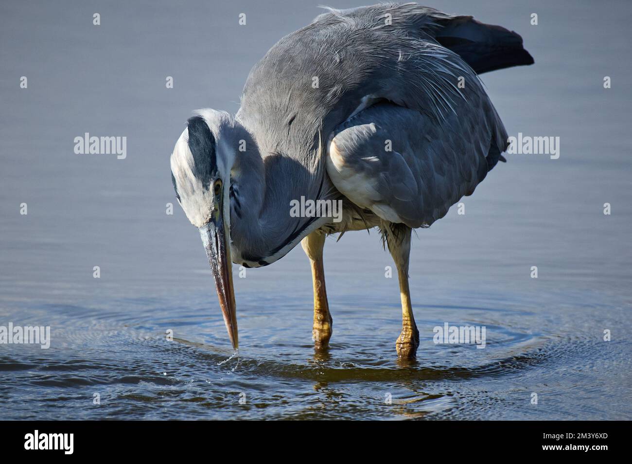 Angeln von Graureiher in Rye Mead, Großbritannien Stockfoto