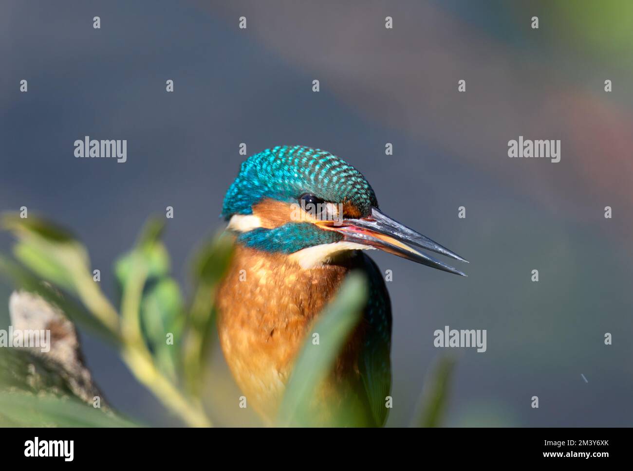 Kingfisher Nahaufnahmen UK Stockfoto