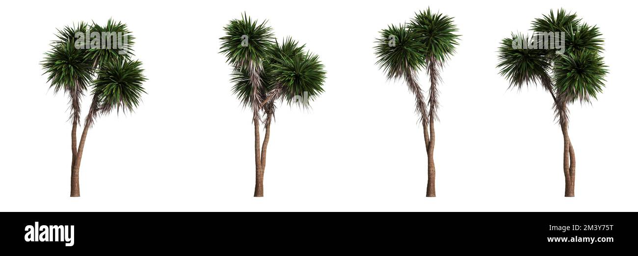 3D Abbildung eines auf weißem Hintergrund isolierten Baumstamms der cordyline australis Stockfoto