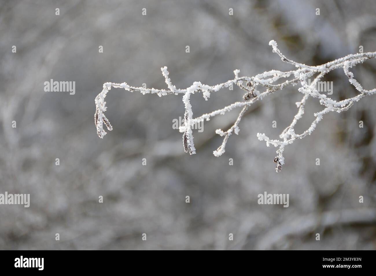 Schneebedeckter, gefrorener Ast, weiß Stockfoto