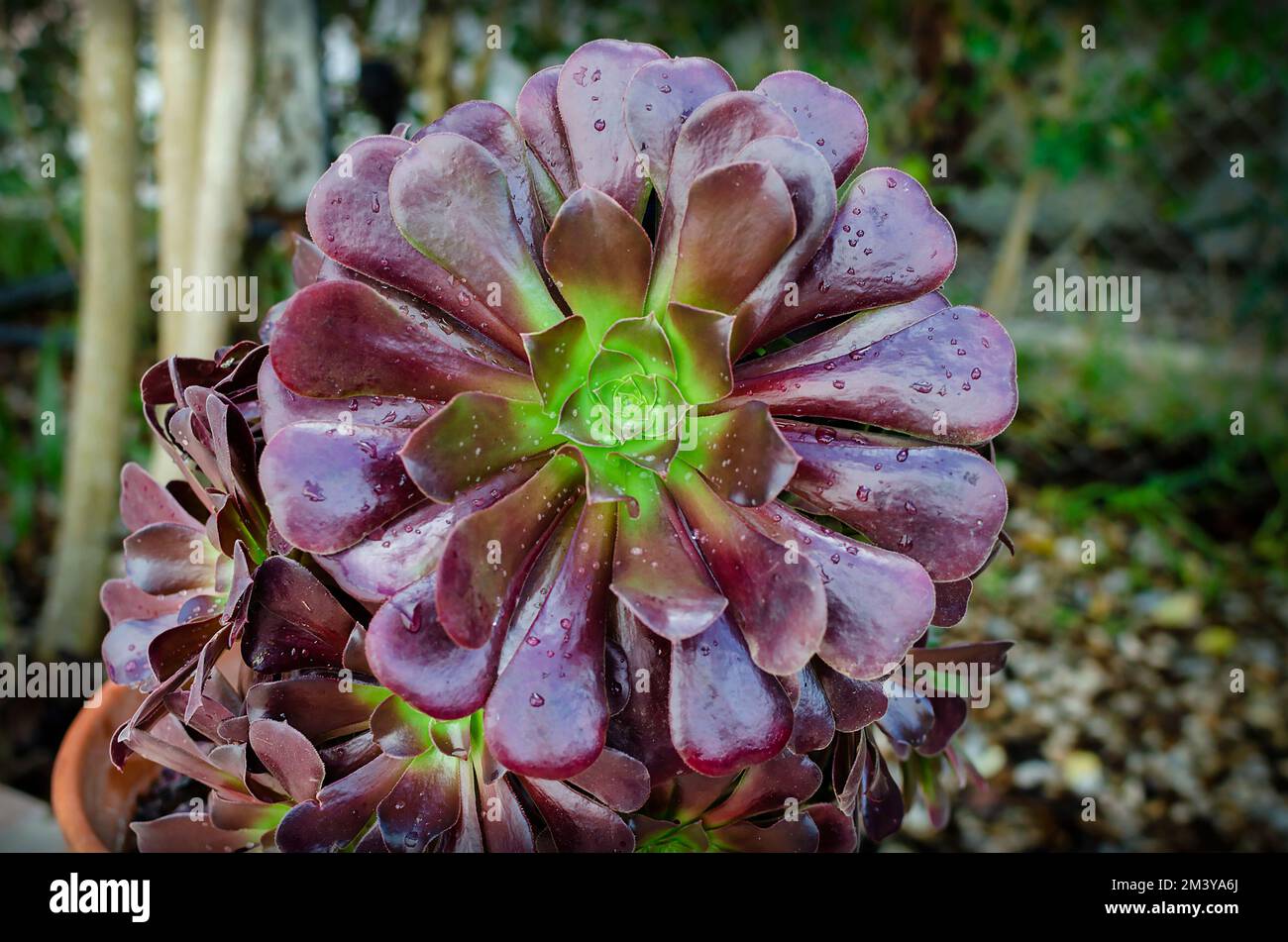 Saftige Pflanze Äonium Arboreum Zwartkopf auch bekannt als Schwarze Rose nach einem Regentag Stockfoto