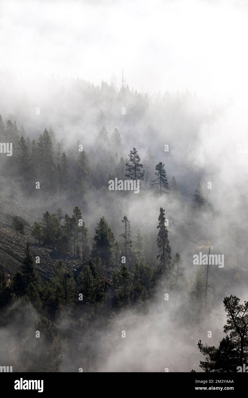 WY05181-00....WYOMING - Nebel im Yellowstone River Valley in der Nähe der Tower Falls. Yellowstone-Nationalpark. Stockfoto