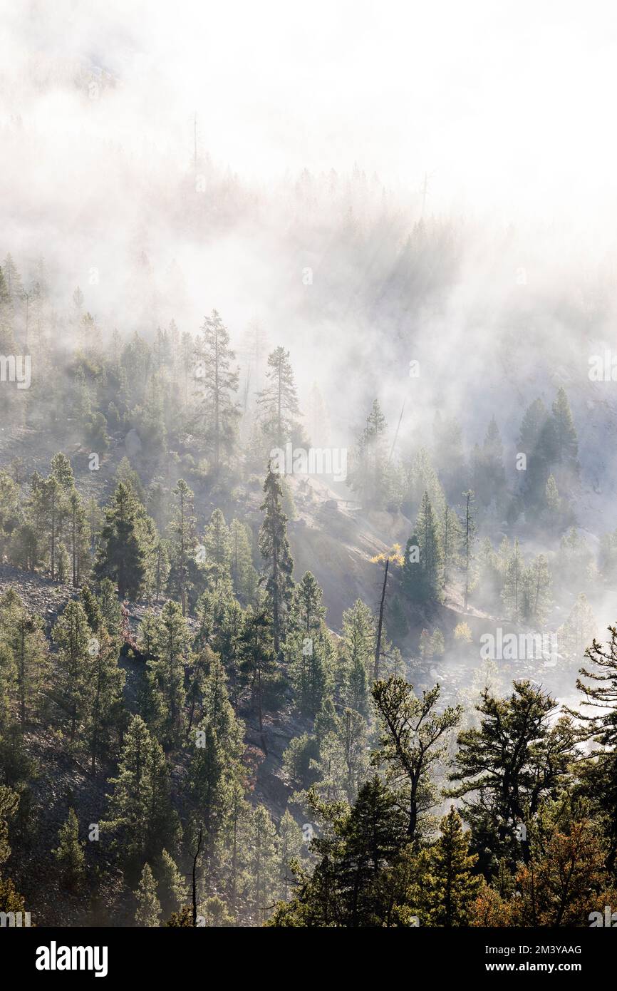 WY05185-00....WYOMING - Nebel im Yellowstone River Valley in der Nähe der Tower Falls. Yellowstone-Nationalpark. Stockfoto