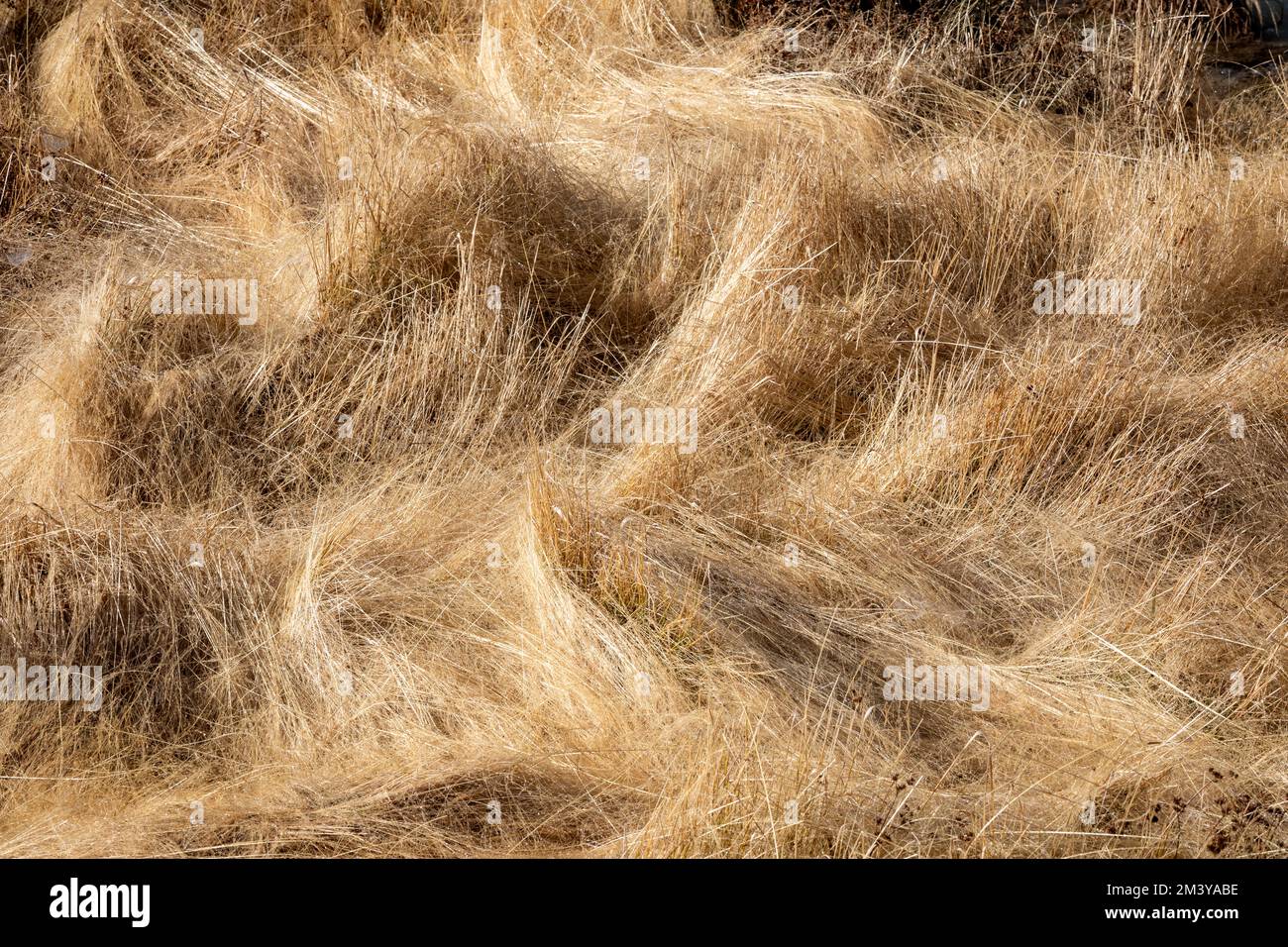 WY05188-00....WYOMING - trockenes Gras in der Gegend um den Schlammvulkan, Yellowstone-Nationalpark. Stockfoto