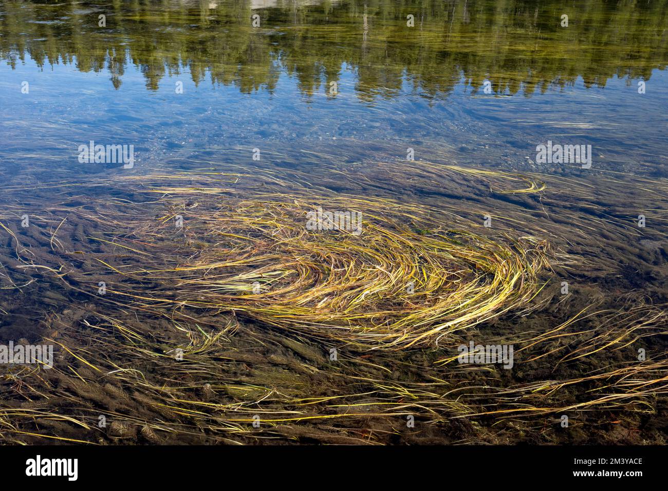 WY05192-00....WYOMING - Grasanbau im Yellowstone River in der Nähe von Otter Creek, Yellowstone National Park. Stockfoto