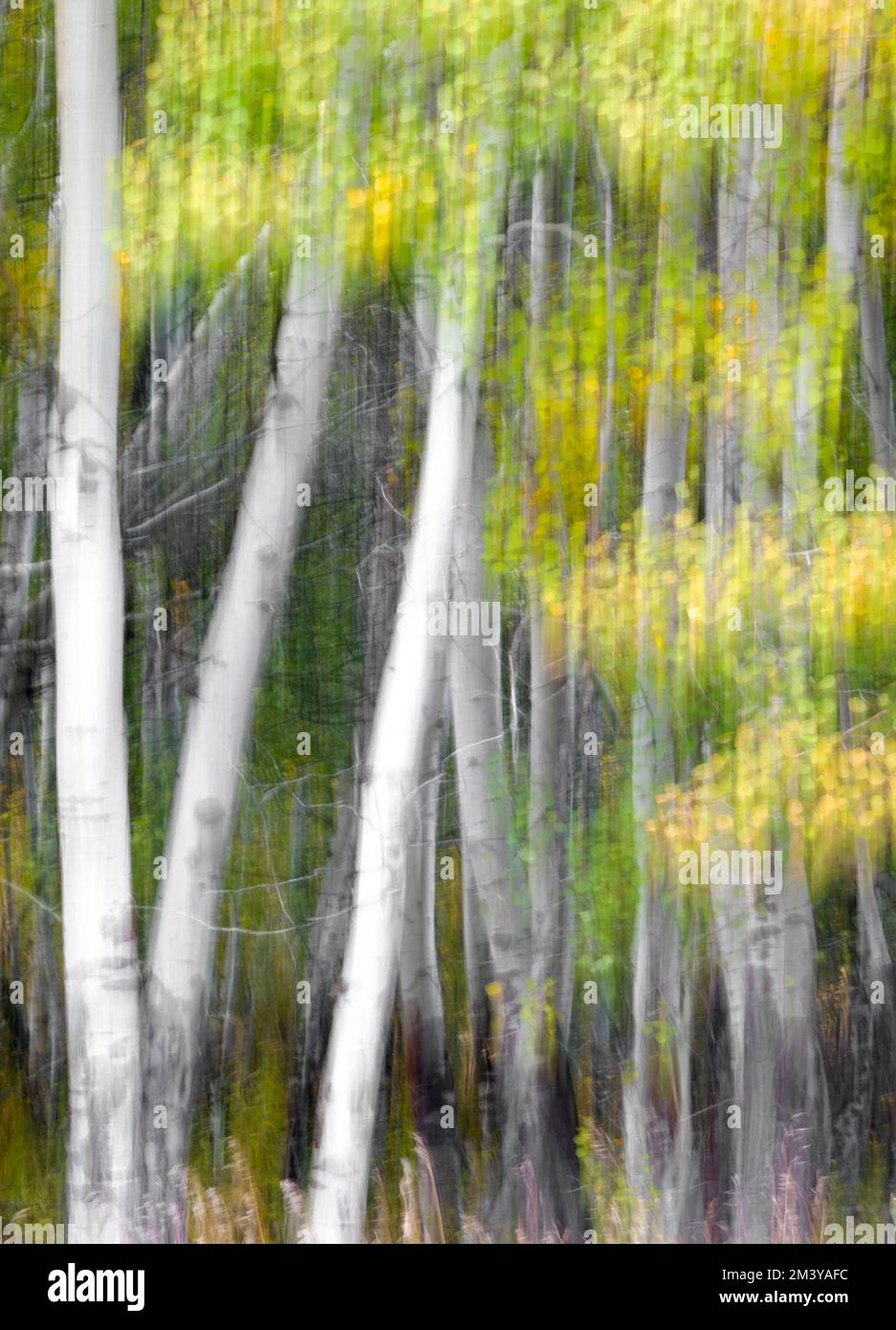 WY05213-02....WYOMING - in Kamerabewegung (ICM) von Espenbäumen im Grand Teton National Park. Stockfoto