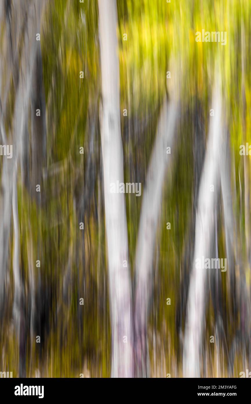 WY05215-00...... WYOMING – in Kamerabewegung (ICM) von Espen im Grand Teton National Park. Stockfoto