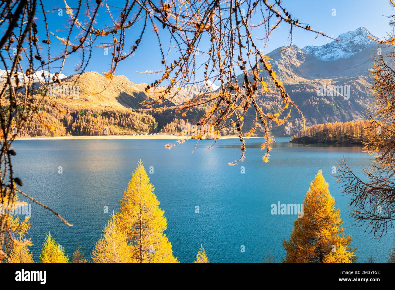 Lärchen am Sils Lake in Engadin, Schweiz an einem sonnigen Tag im Oktober Stockfoto