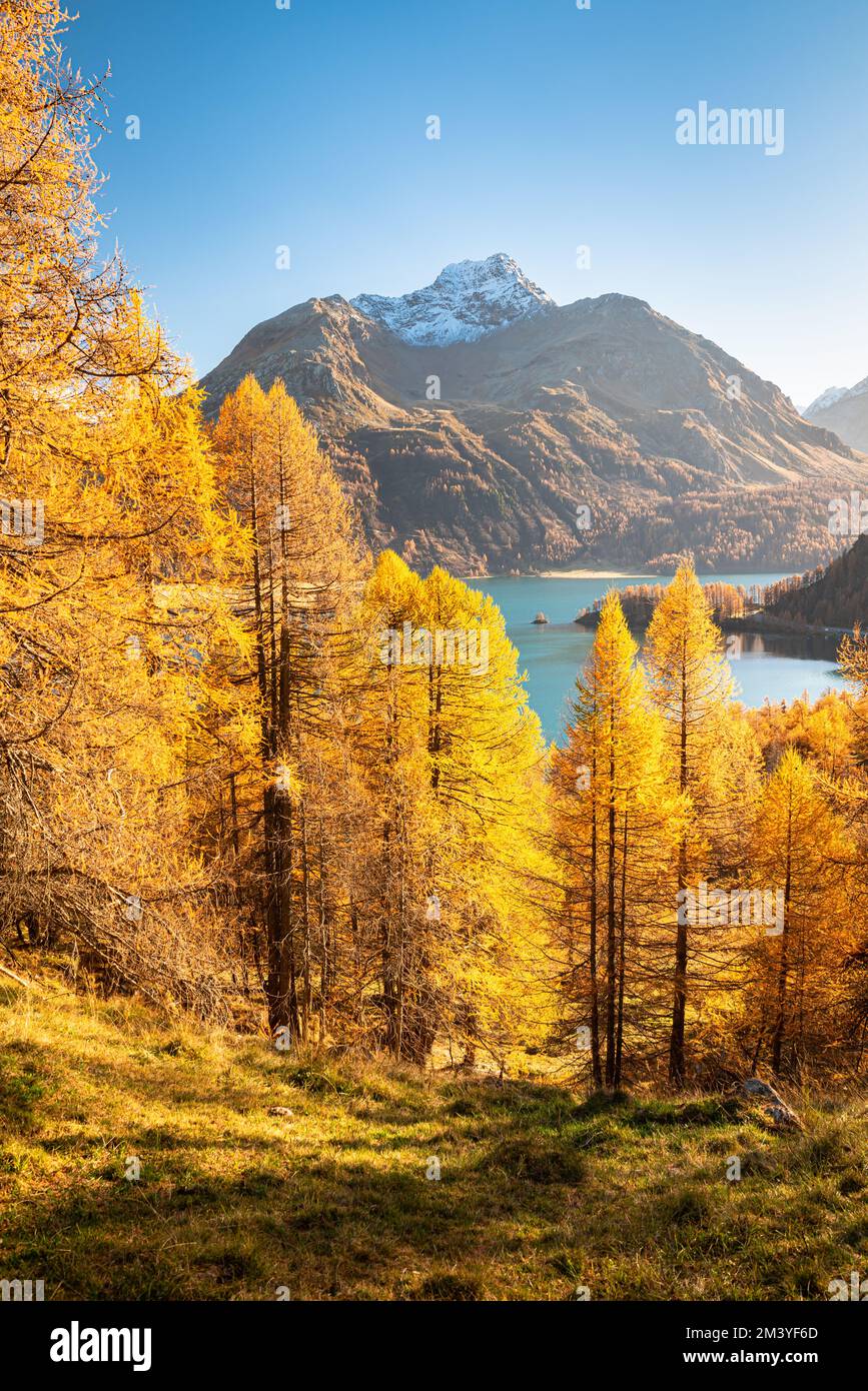 Hohe gelbe Lärchen an einem See im Engadin-Tal, Schweiz im Oktober Stockfoto