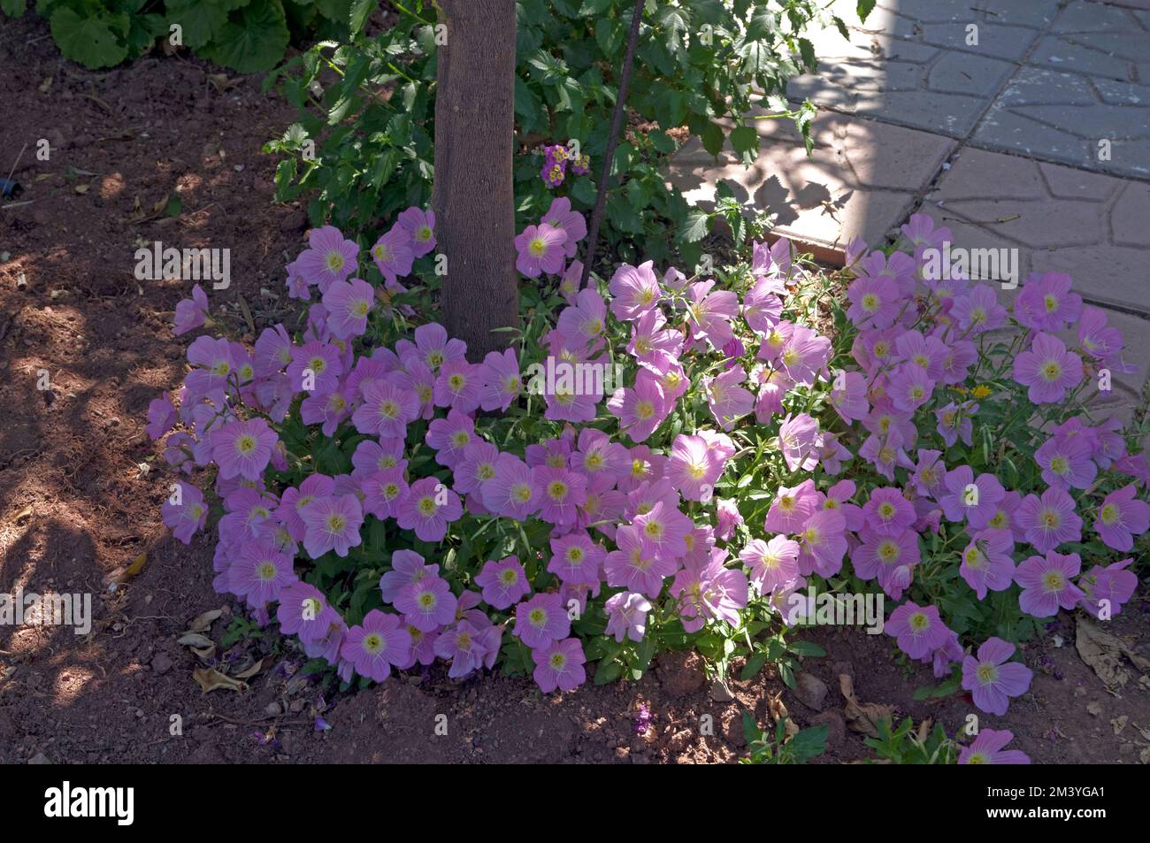 Hübsche lilafarbene Gartenblumen, Tilos, Dodekanese, Griechenland. Vom Mai 2022 Stockfoto