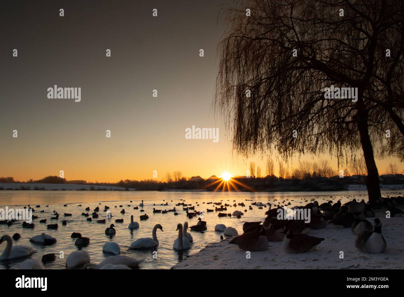 Schwäne, Gänse und Enten bei Sonnenaufgang. Stockfoto