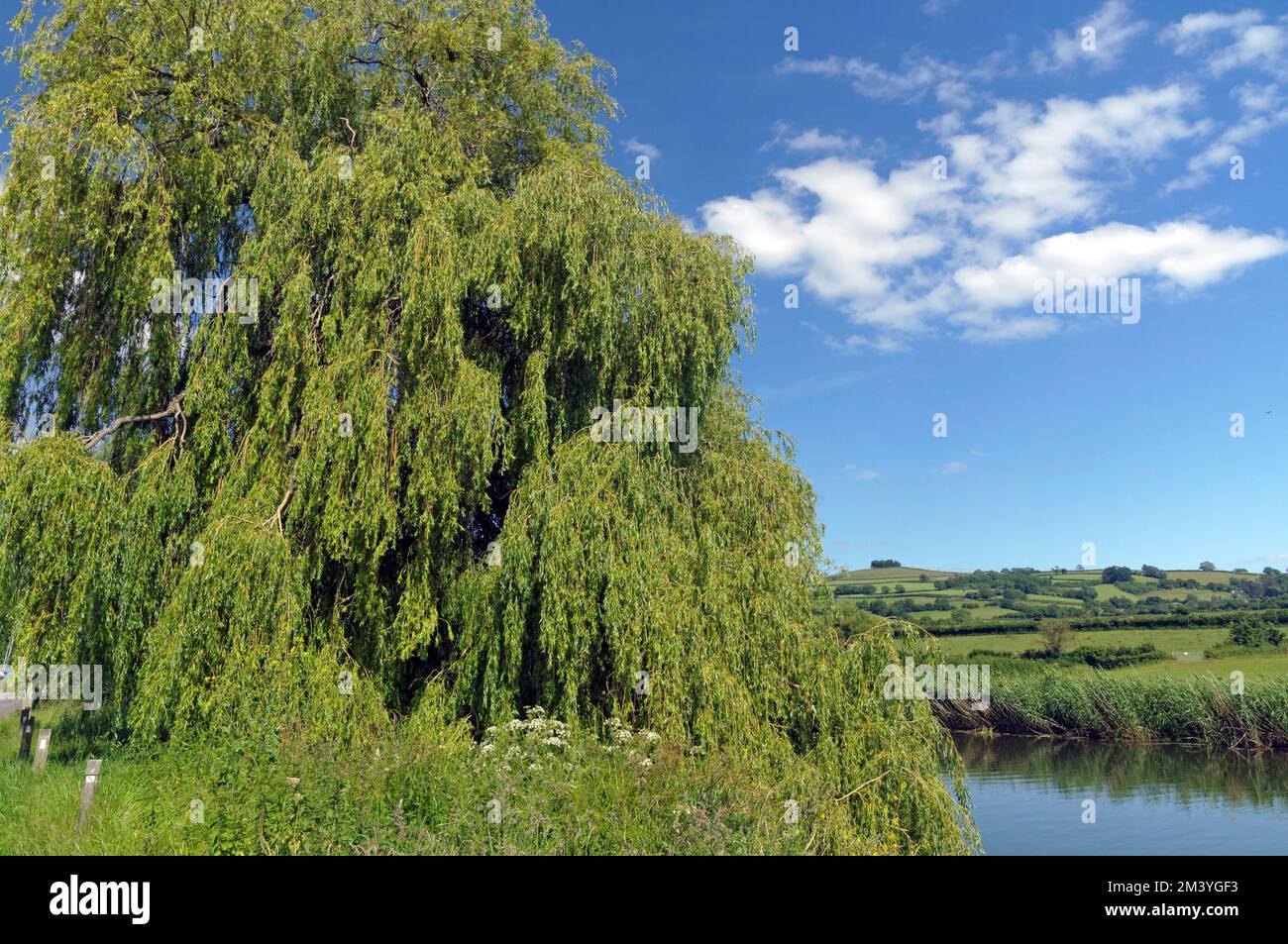 Saltford Village, nahe Bristol Blick über den Fluss Avon in Richtung Kelston Roundhill in der Ferne, Sommer 2022 Stockfoto