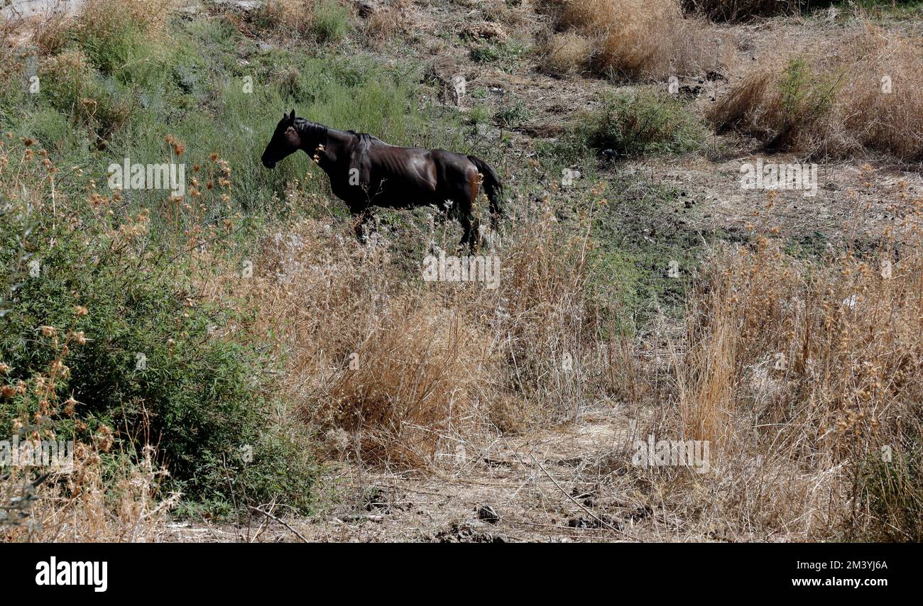 Einsames dunkles Lorbeer-Pferd, das auf dem Feld von trocken aussehendem Gras steht, Lesbos. September / Oktober 2022. Herbst. Stockfoto