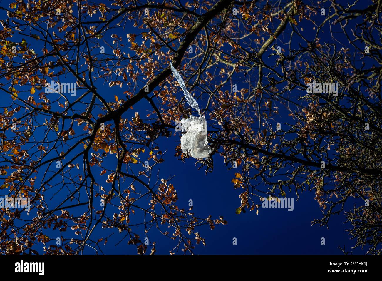 Eine weiße Plastiktüte steckt in einem Baum fest. Ein normalerweise schönes Foto, außer dem Müll im Baum. Ein wunderschöner blauer Himmel und ein Baum, der durch eine unerwünschte Tasche verdorben wurde! Stockfoto