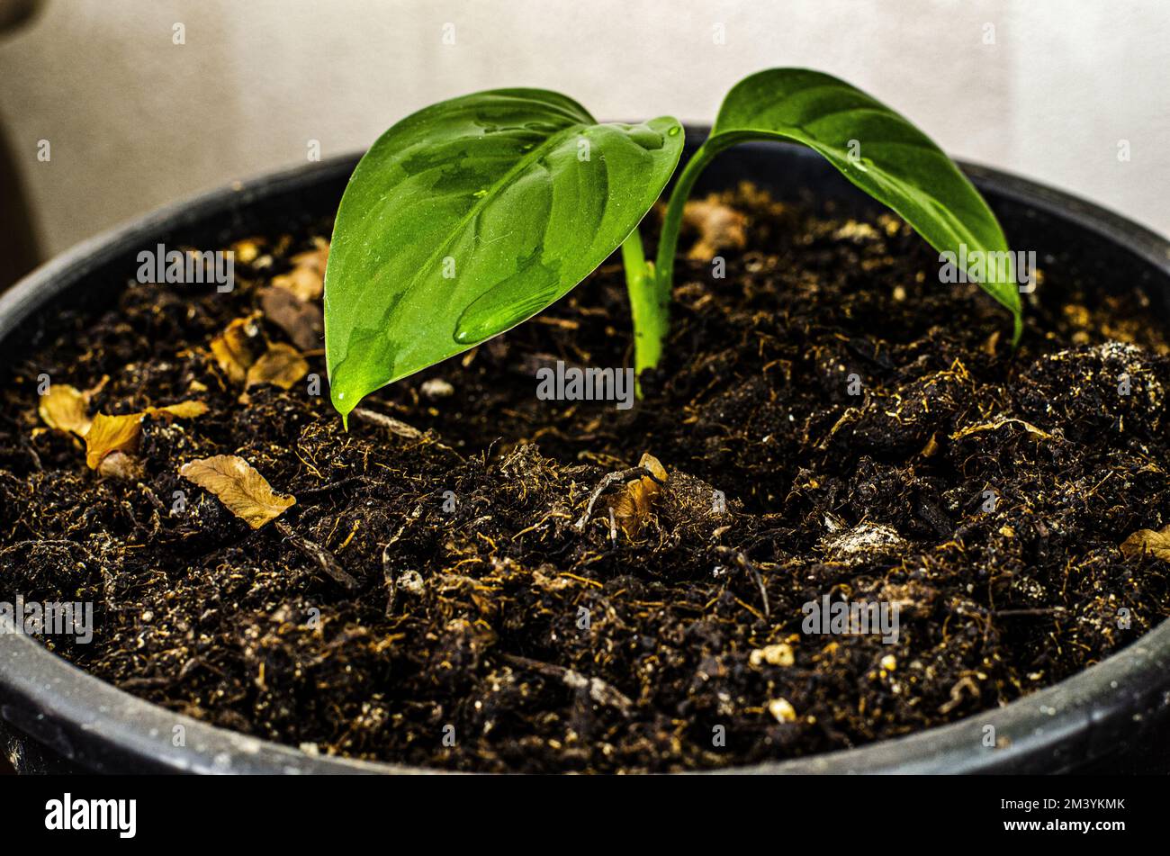 Profilansicht von neukeimenden Blättern einer Hauspflanze, grünen und nassen Blättern einer neukeimenden Blume in einem Blumentopf. Selektiver Fokus. Stockfoto