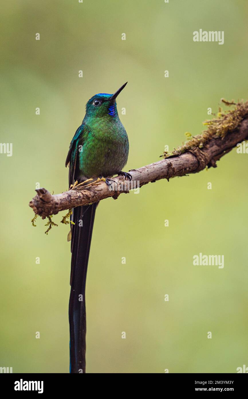 Ein Langschwanzsylph, hoch oben auf einem Ast Stockfoto