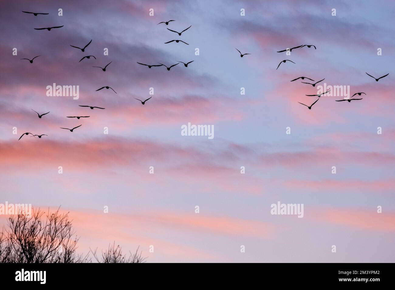 Am Abend rötlicher Himmel mit einer Schar Möwen als Silhouetten. Stockfoto