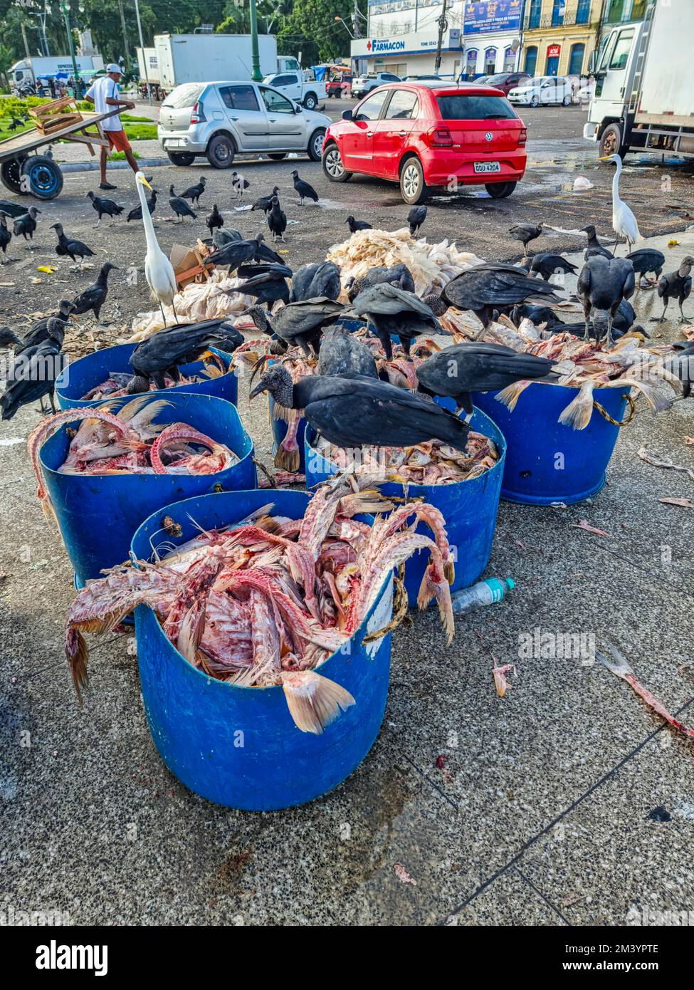 Vulturen essen Fischgräten im Marktgebiet von Belem, Brasilien Stockfoto