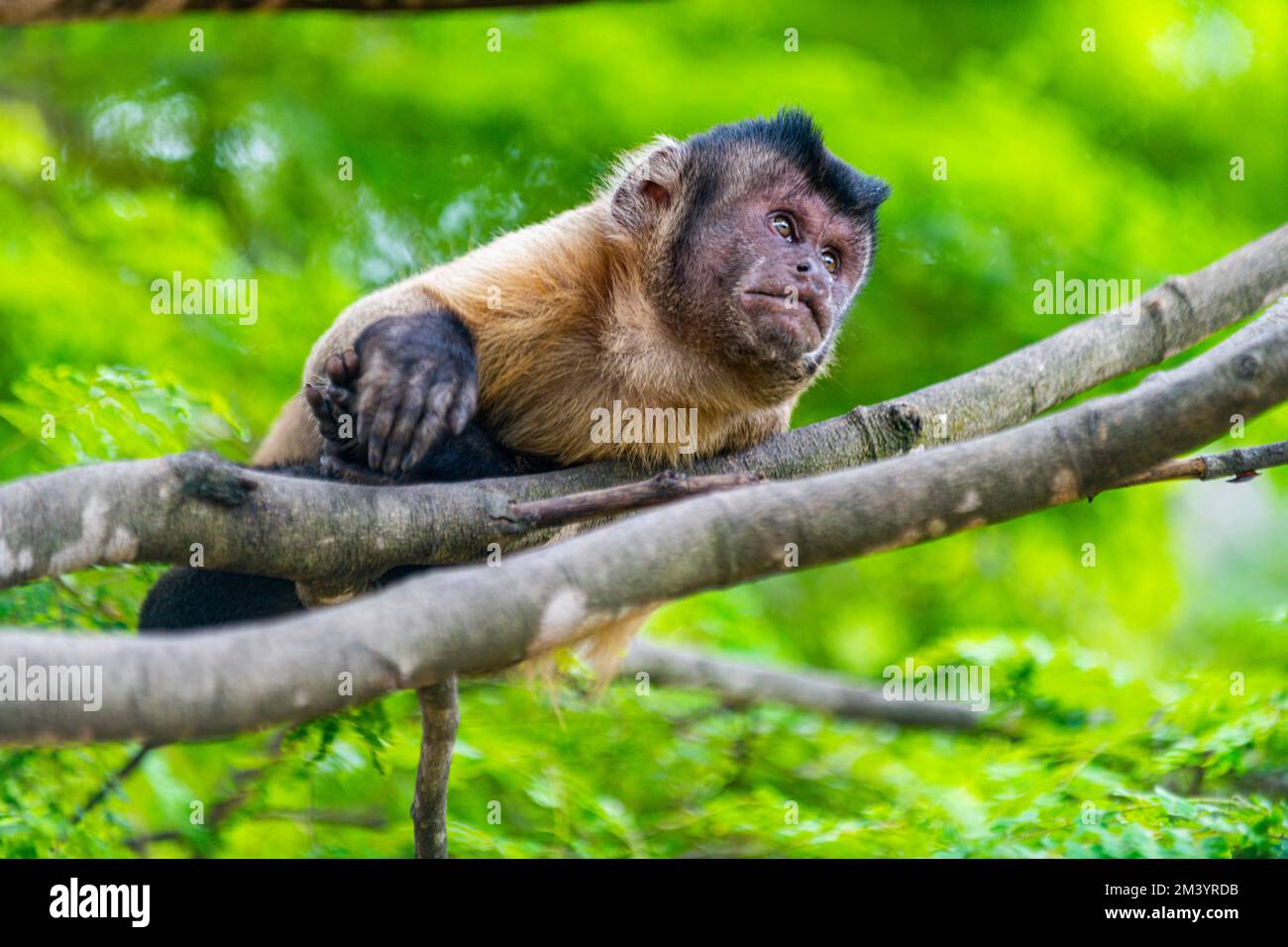 Kapuzineraffe (Cebinae), auf dem Ast sitzend, Forest Park Sinop, Sinop, Mato Grosso, Brasilien Stockfoto
