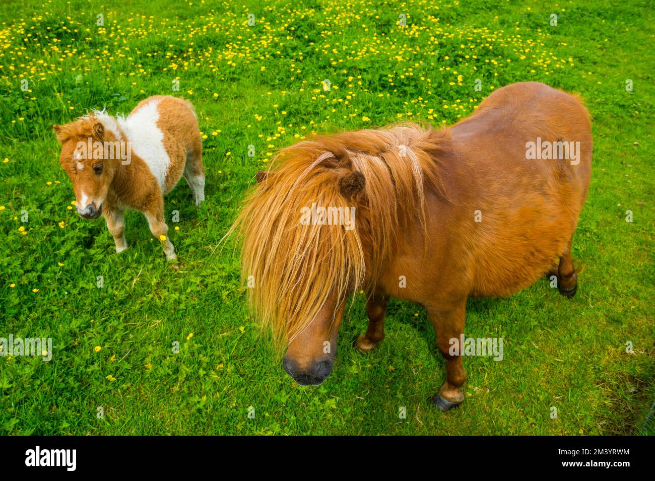 Baby Shetland Ponys, Shetland Islands, Vereinigtes Königreich Stockfoto