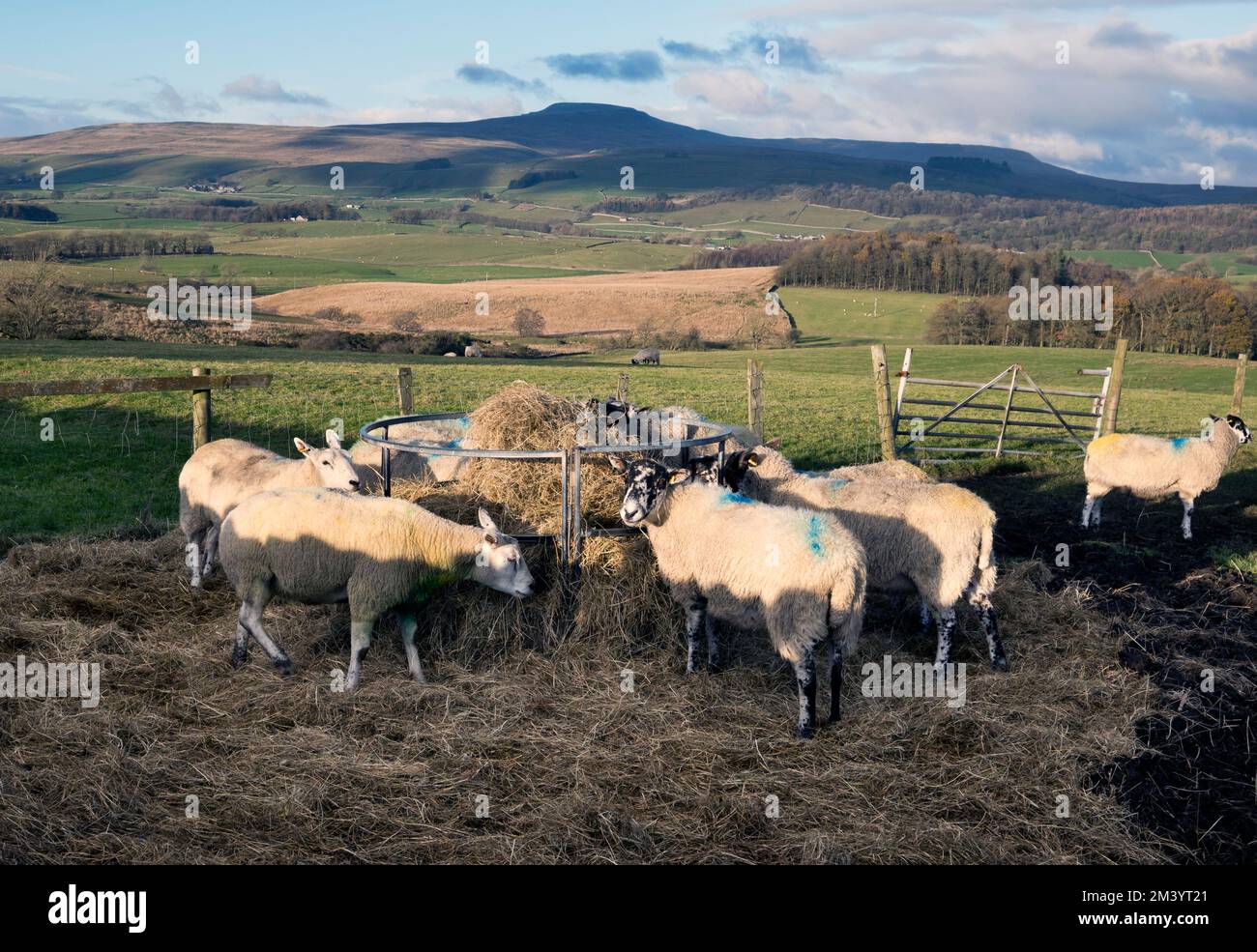 Kreuzungen von Schafen bei Lawsings in der Nähe von Clapham, North Yorkshire, mit Blick auf den Ingleborough-Gipfel am Horizont Stockfoto