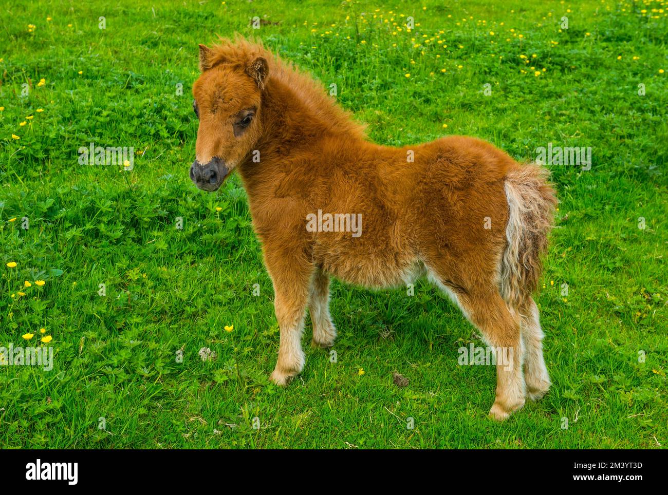 Baby Shetland Ponys, Shetland Islands, Vereinigtes Königreich Stockfoto