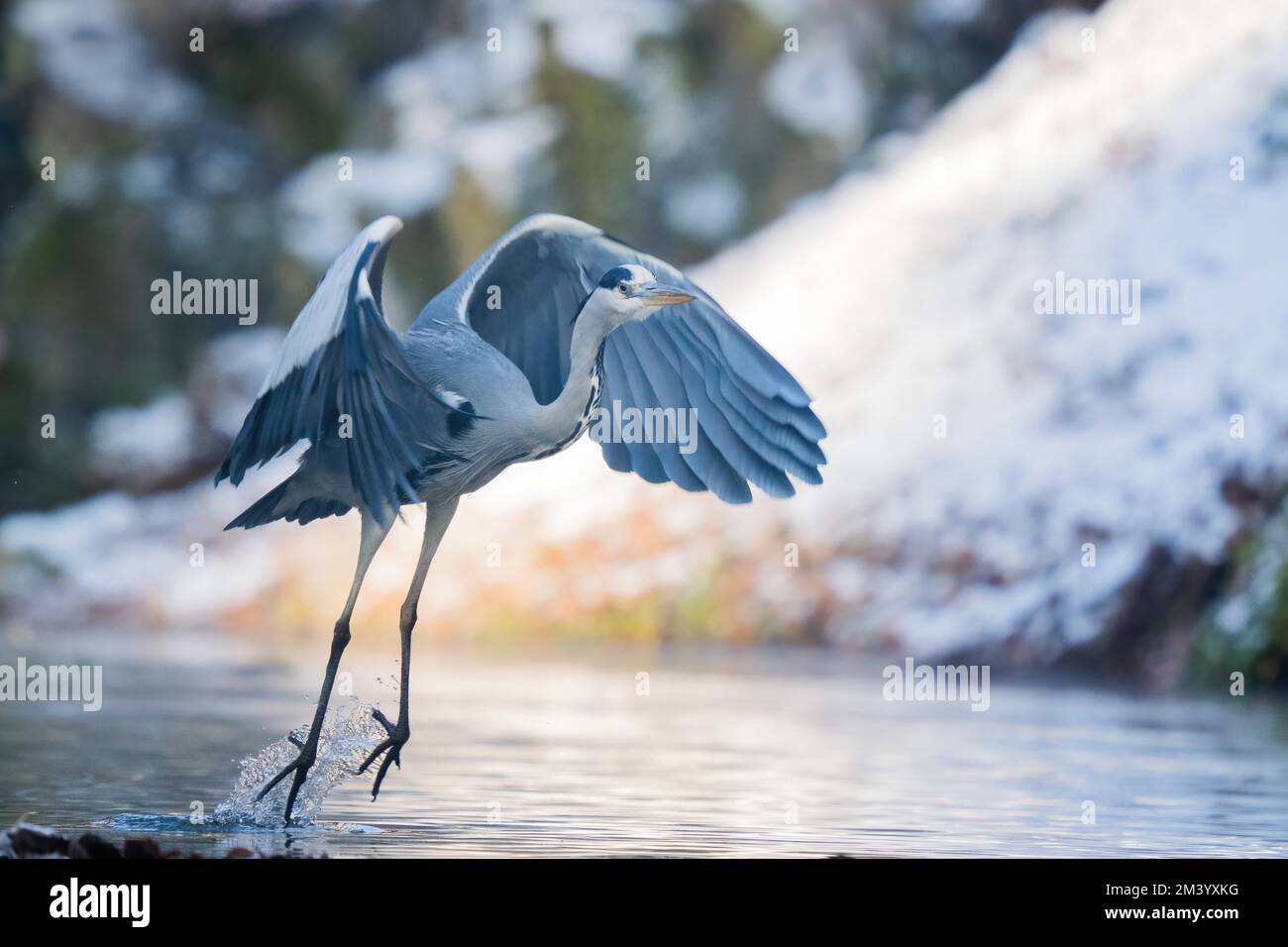 Graureiher (Ardea cinerea) startet für den Flug, Hessen, Deutschland, Europa Stockfoto