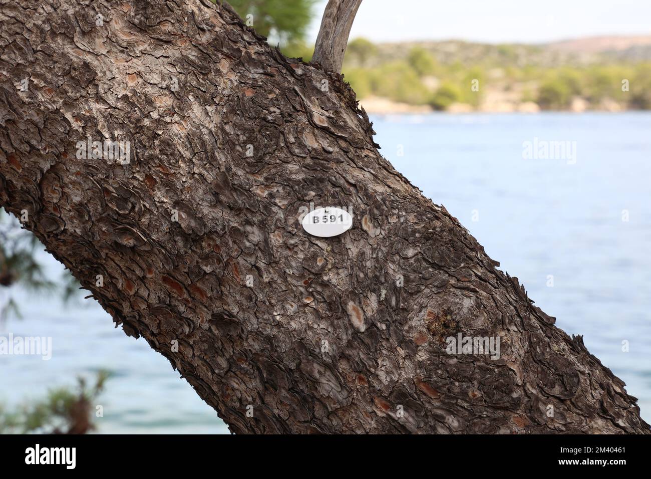 Eine Nahaufnahme eines Tags auf einem Baum im Park wird gezählt und nummeriert Stockfoto