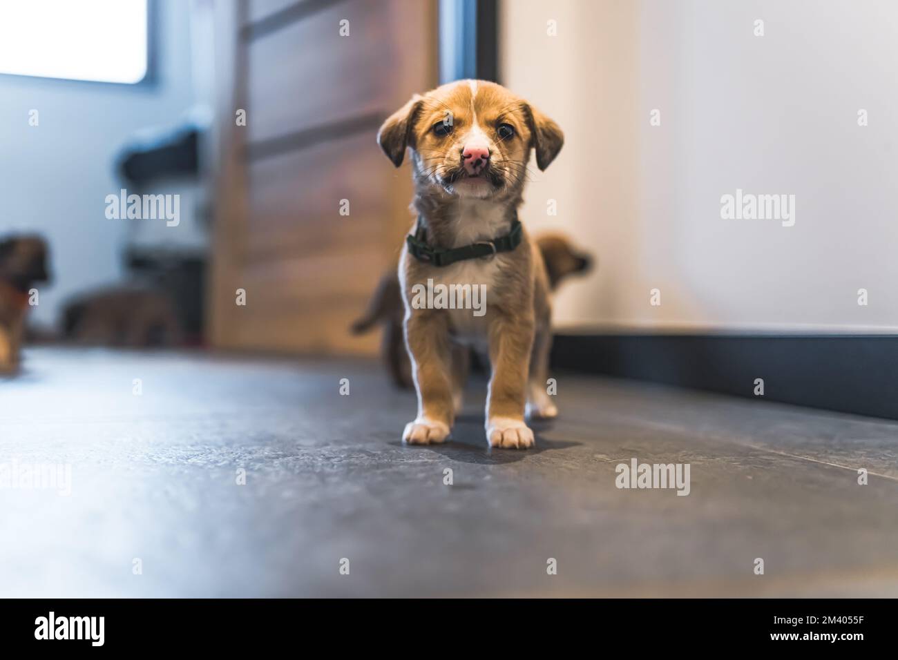 Ein hübsches, gemischtes Hündchen steht auf dem Boden des provisorischen Hauses und schaut in die Kamera. Bodenperspektive. Süße Tiere. Hochwertiges Foto Stockfoto