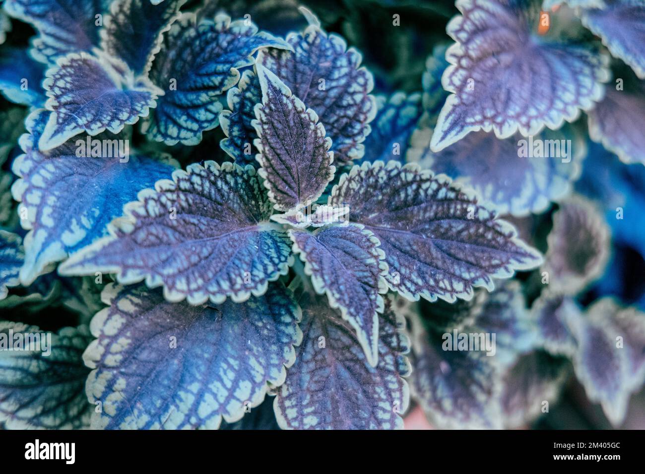 Wunderschöne farbige Blätter von Coleus Solenostemon oder Coleus Plectranthus Stockfoto