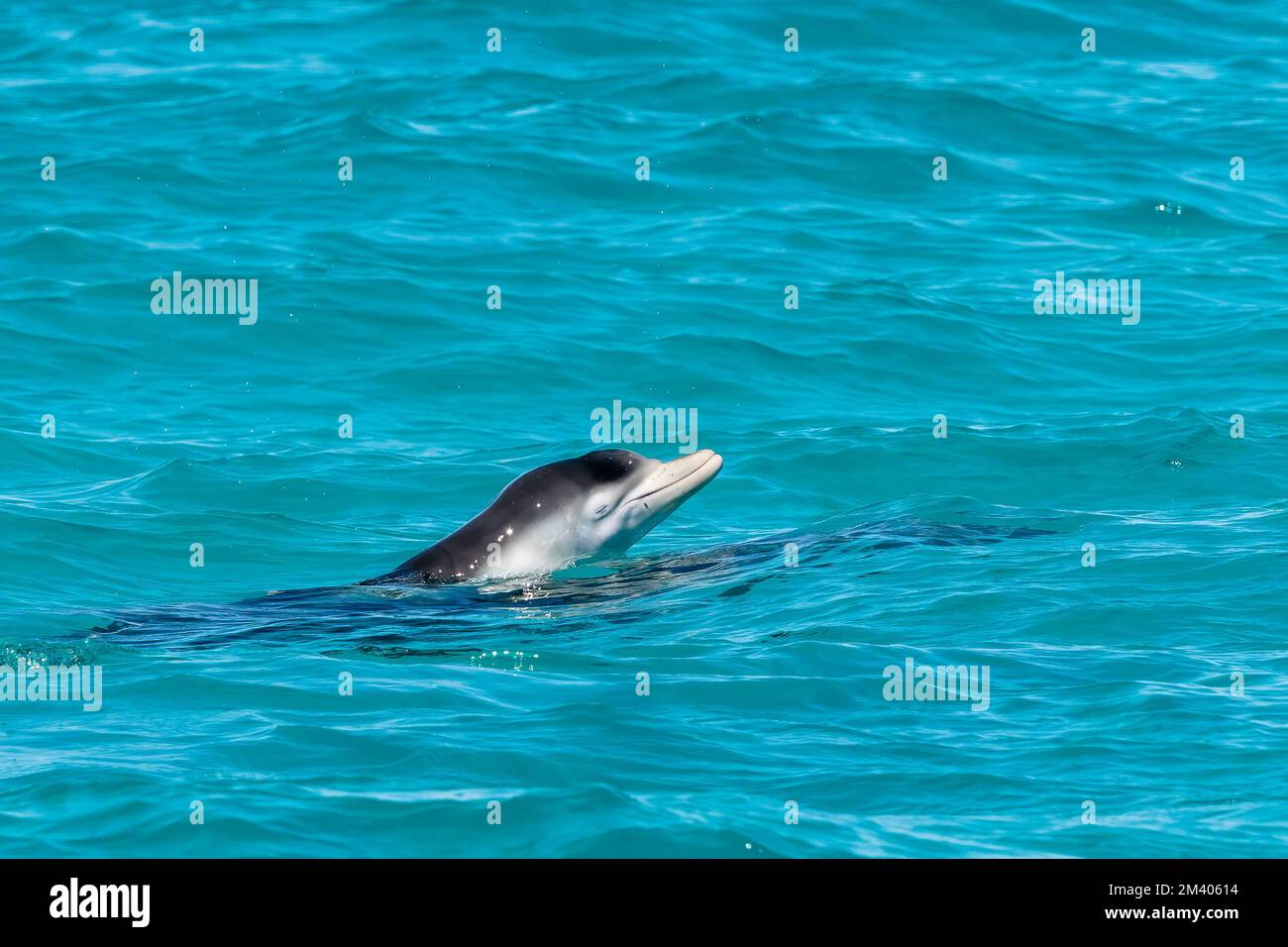 Australischer Buckeldelfin, Sousa sahulensis, Kalb im Cape Range National Park, Westaustralien, Australien. Stockfoto