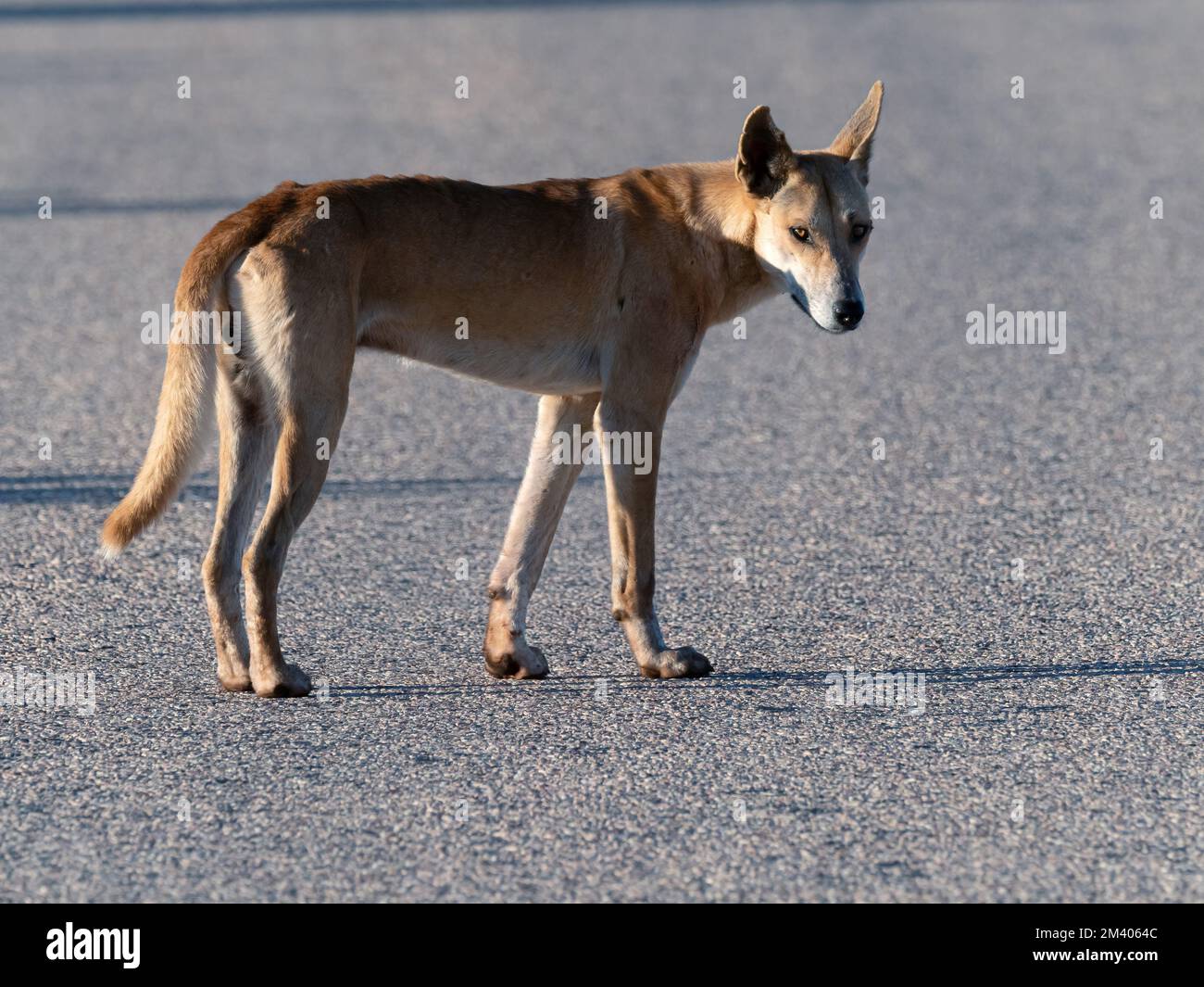 Erwachsener männlicher Dingo, Canis lupus Dingo, auf der Straße im Cape Range National Park, Westaustralien, Australien. Stockfoto