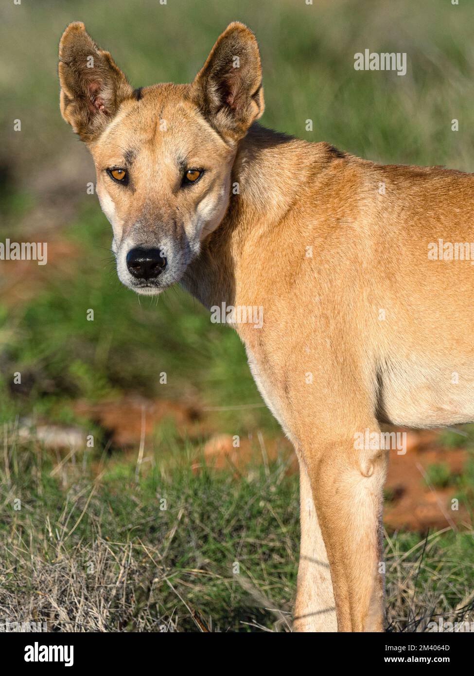Erwachsener männlicher Dingo, Canis lupus Dingo, im Busch im Cape Range National Park, Westaustralien, Australien. Stockfoto