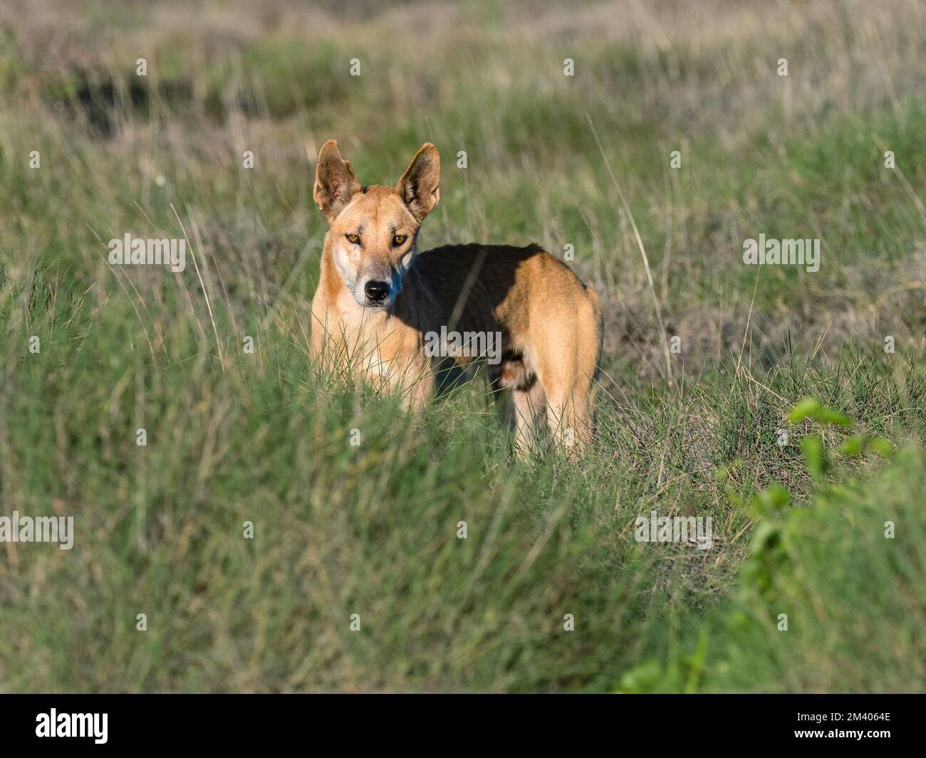 Erwachsener männlicher Dingo, Canis lupus Dingo, im Busch im Cape Range National Park, Westaustralien, Australien. Stockfoto