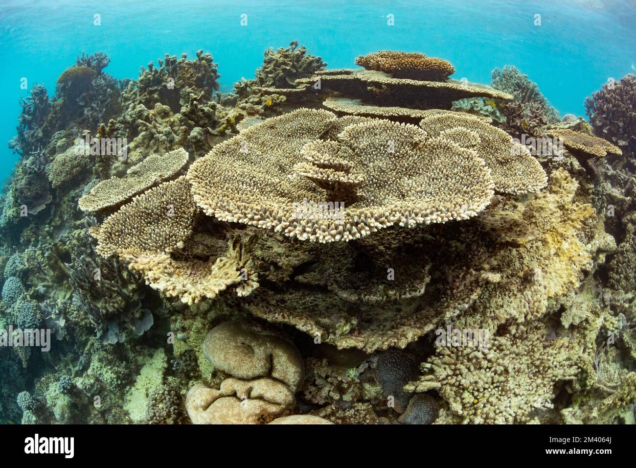 Unterwasserblick auf Coral Bay, ein Riff am Ufer, Westaustralien, Australien. Stockfoto