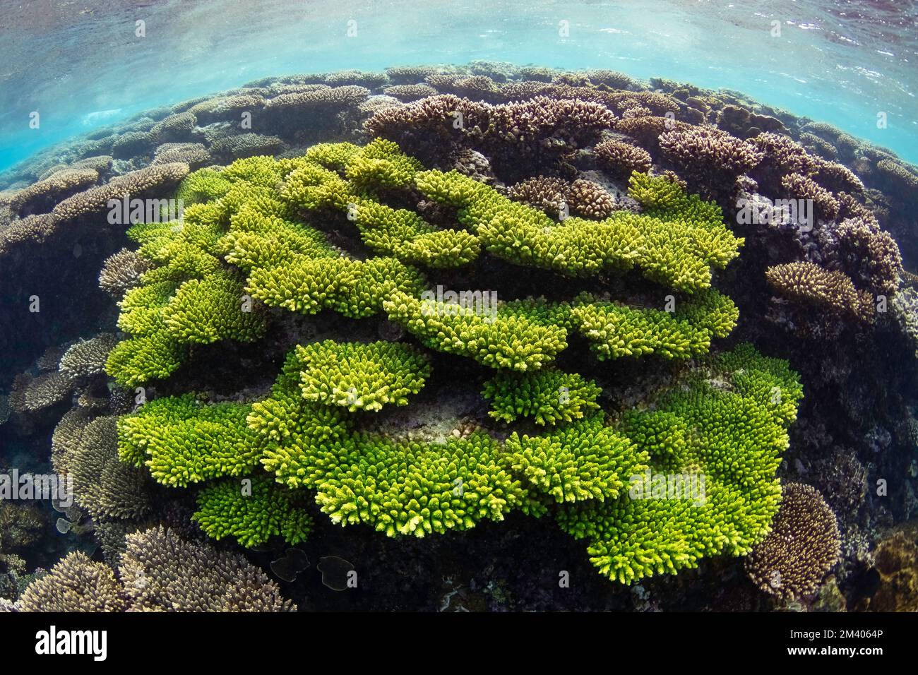 Unterwasserblick auf Coral Bay, ein Riff am Ufer, Westaustralien, Australien. Stockfoto