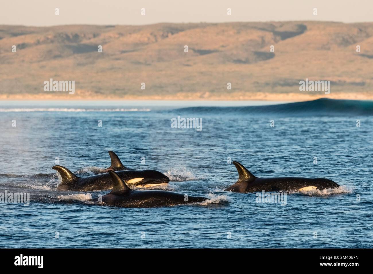 Eine Gruppe von Säugetieren fressenden Killerwalen, Orcinus orca, die auf dem Ningaloo Reef, Westaustralien, Australien auftauchen. Stockfoto