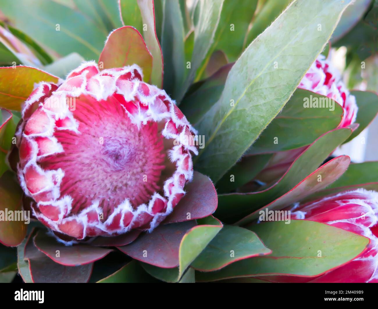 Protea – Abschluss Stockfoto